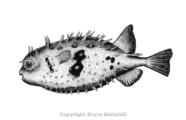 003 - Porcupine fish